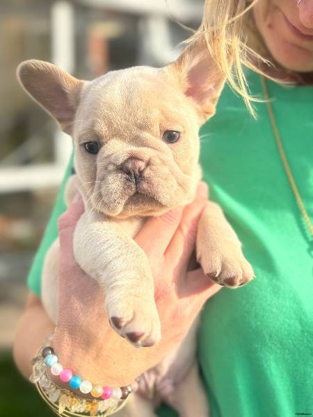 French Bulldog puppy for sale in Shrewsbury