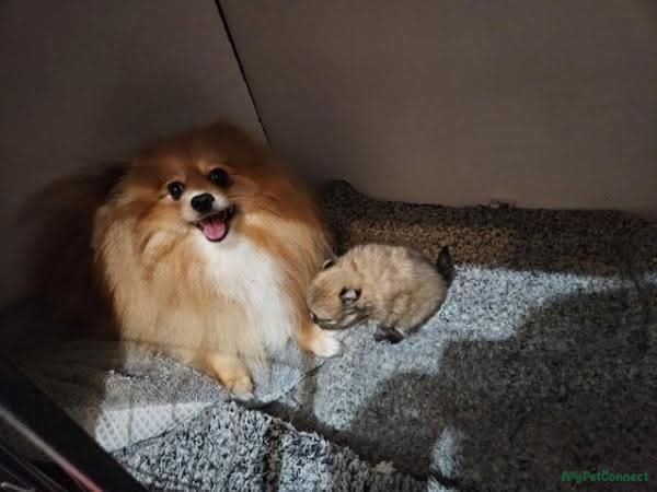 Beautiful KC registered Pomeranian Ready to leave now to Friendly