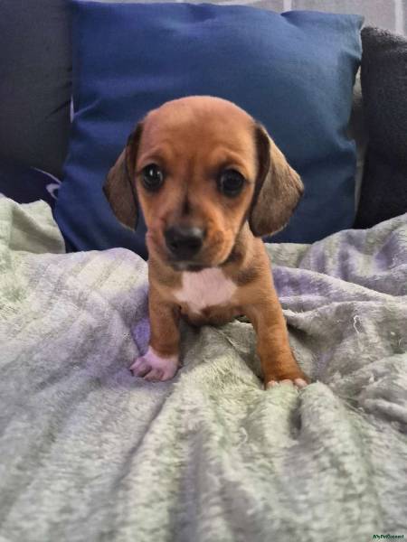 Miniature Dachshund puppy for sale in Coventry 