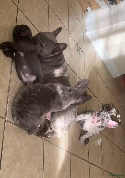 KC Registered French Bulldog puppy for sale in Oldbury