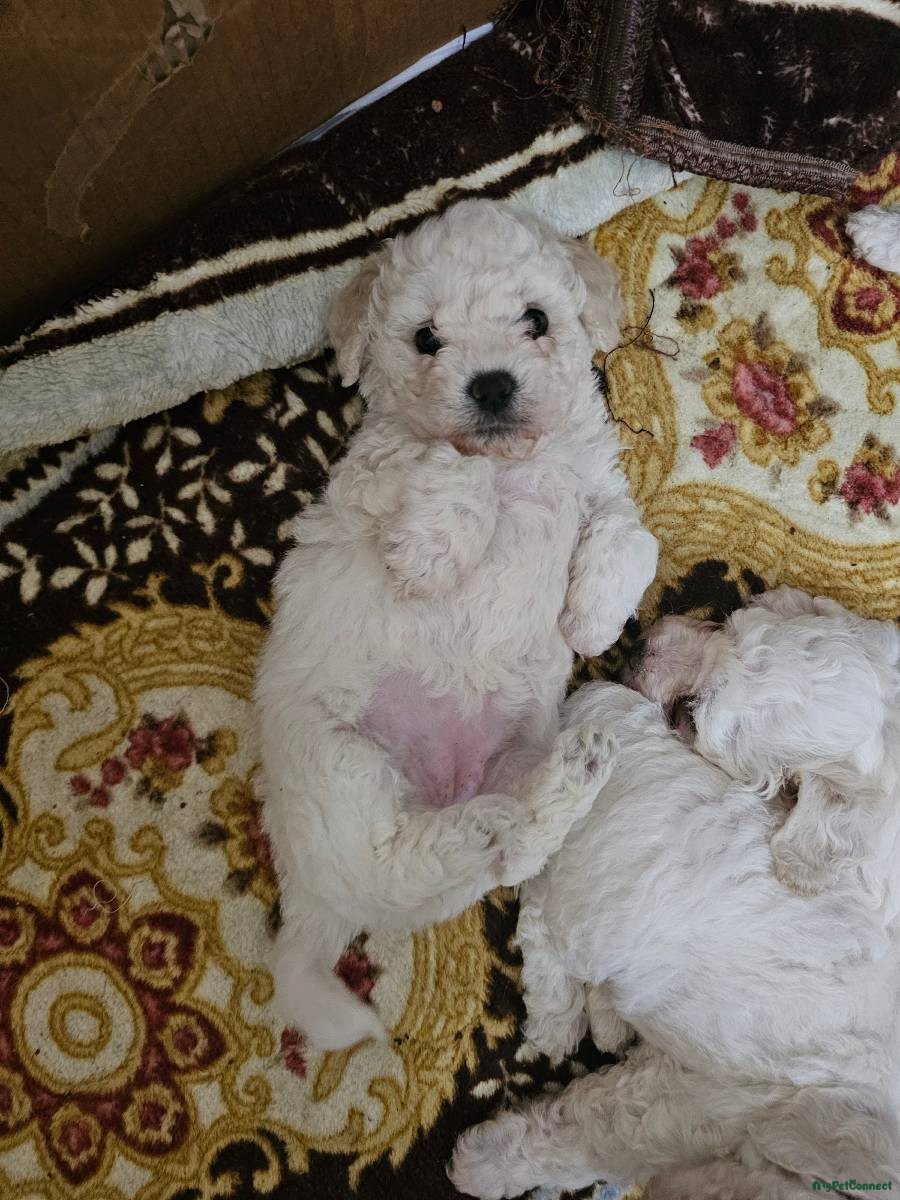 Bichon frise