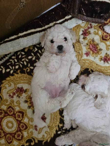 Bichon Frise puppy for sale in Stourbridge