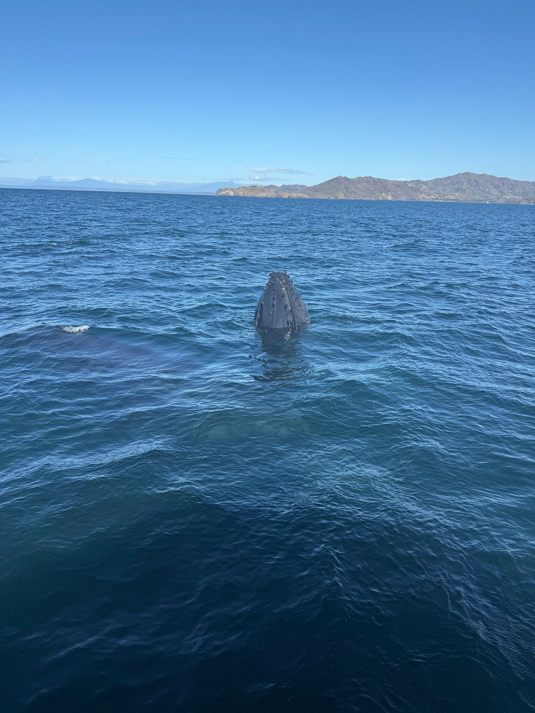 Humpback whale surfacing off the coast near Playa Flamingo
