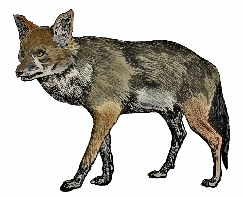 Tabaqui