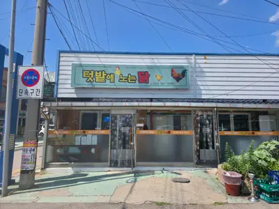 텃밭에노는닭