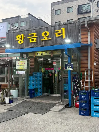 황금오리