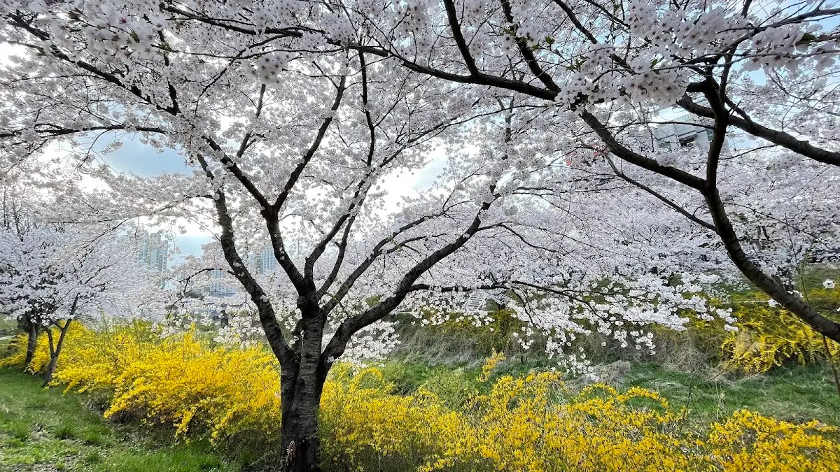 순성 벚꽃길 충청남도 당진시 순성면 갈산리 395