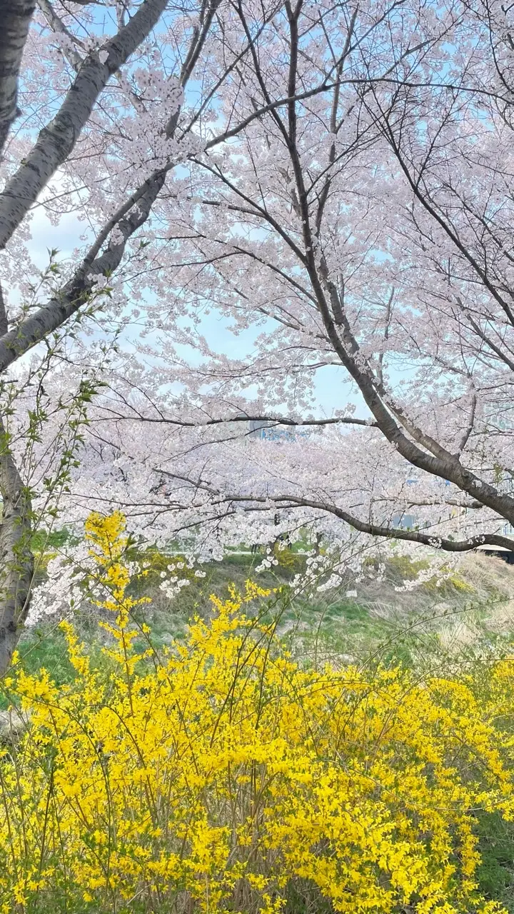 순성 벚꽃길 충청남도 당진시 순성면 갈산리 395