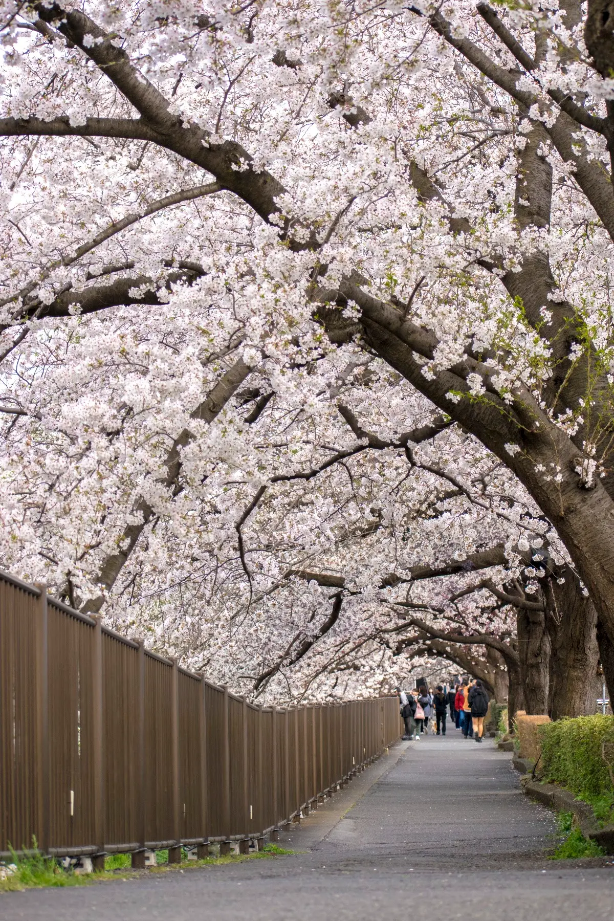 三沢川 堺橋 東京都稲城市