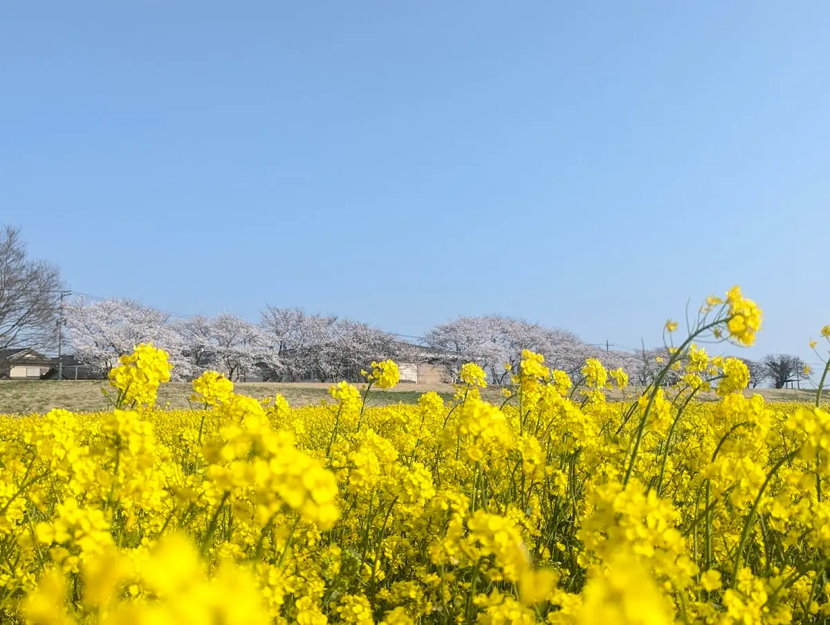 鬼怒川河川敷 栃木県真岡市
