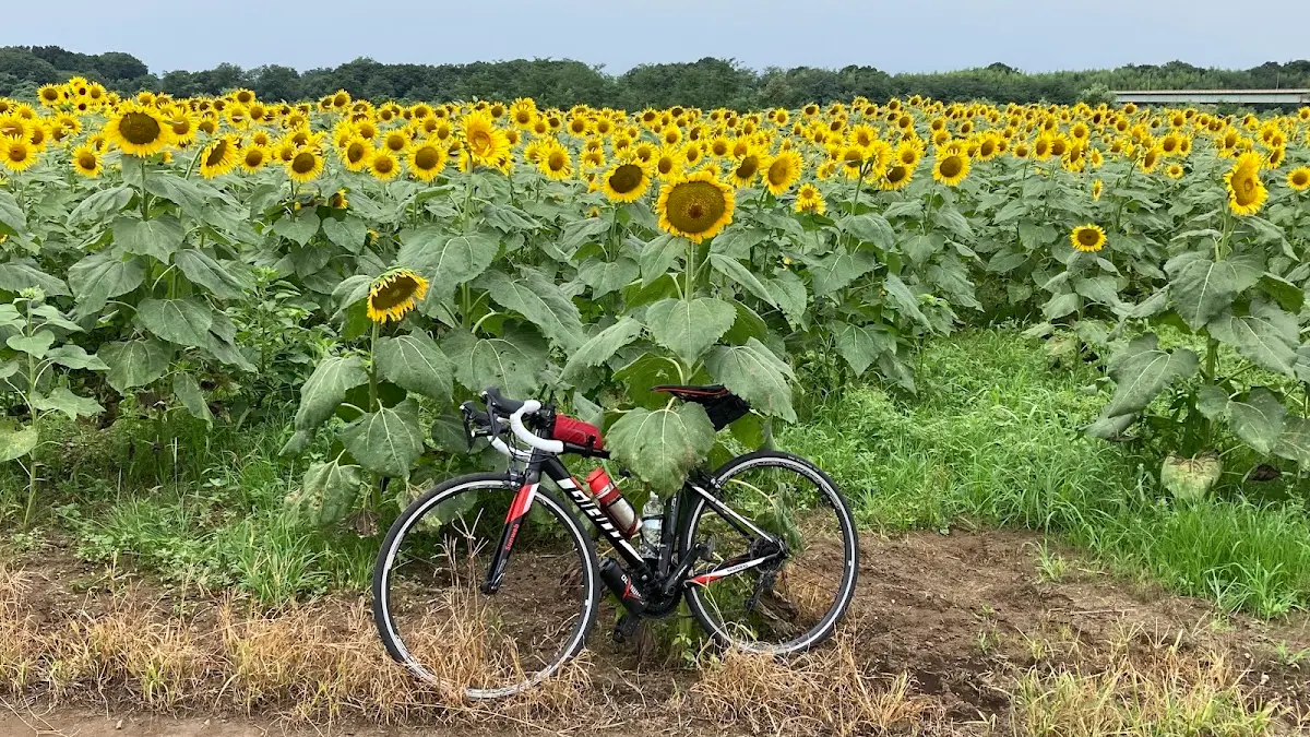 鬼怒川河川敷 栃木県真岡市