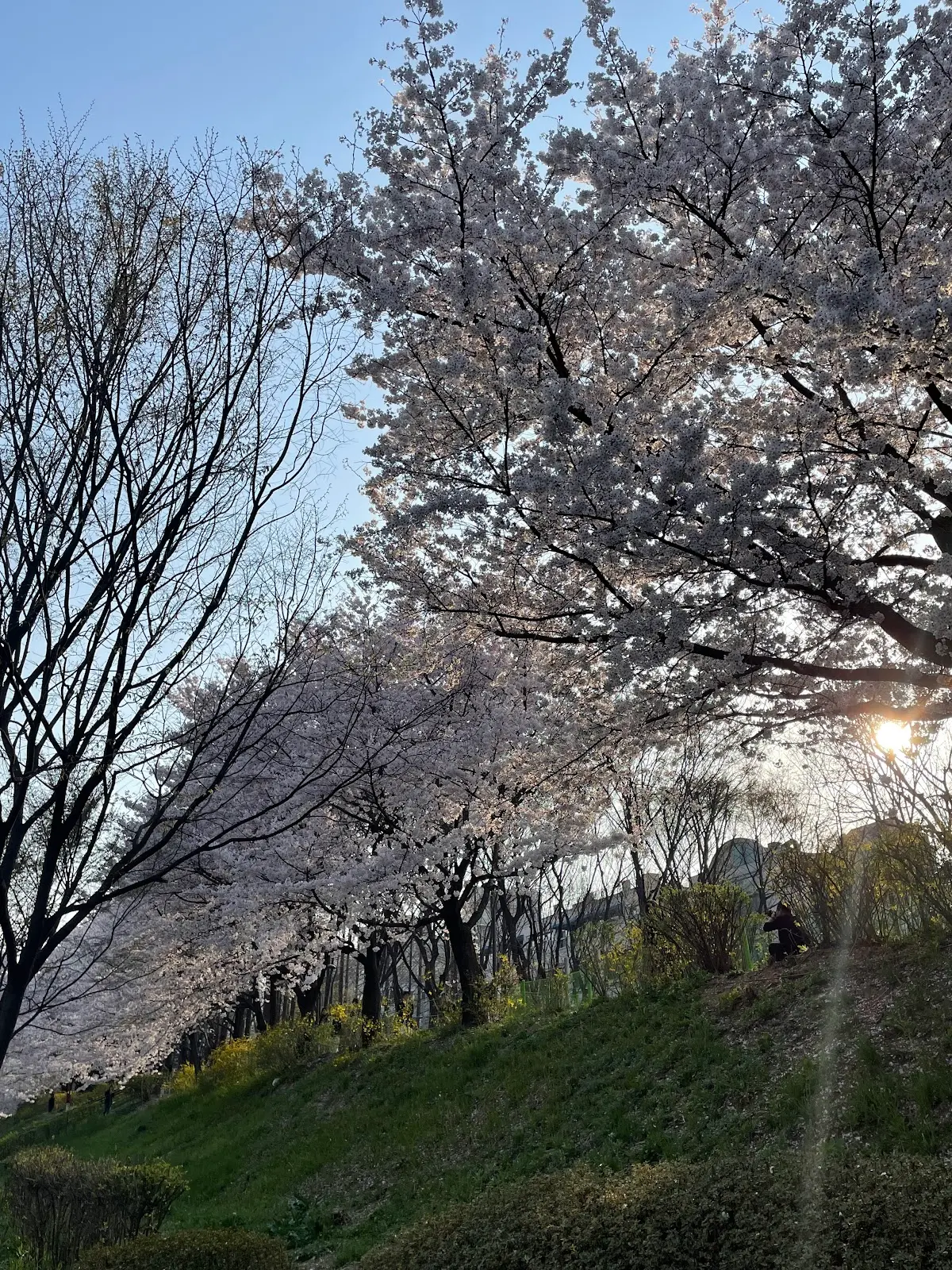 양재천 벚꽃길 서울 서초구 양재동