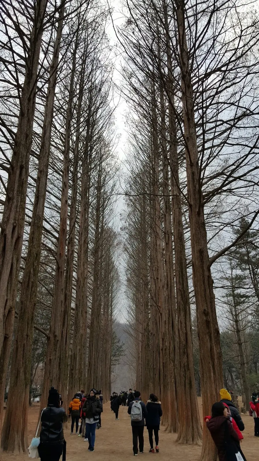 남이섬 강원 춘천시 남산면