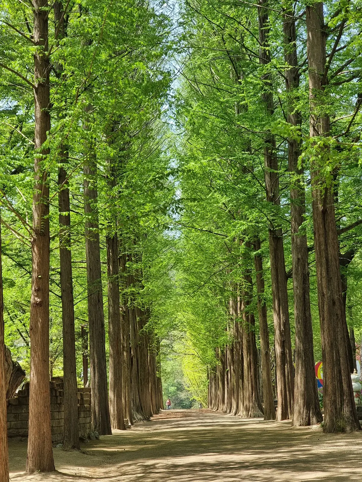 남이섬 강원 춘천시 남산면