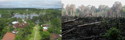 Forest  intervened and buildings (1)