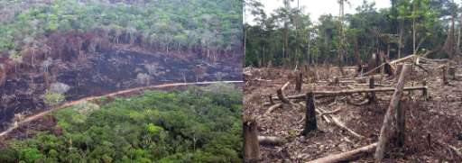 Forest  intervened and buildings - Amazonia Colombia depto Guainía (1)