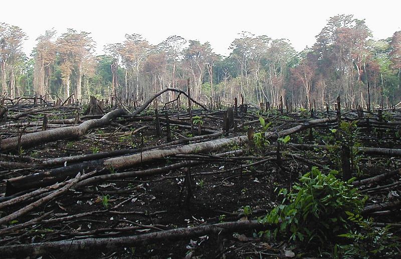 Deforestation in Central America and Mexico (2)