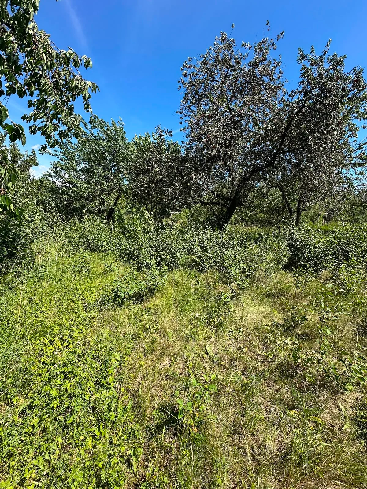 Zahrada v Rousínově, ul. Čechyňská — zahradnické služby, stav před úklidem (5)