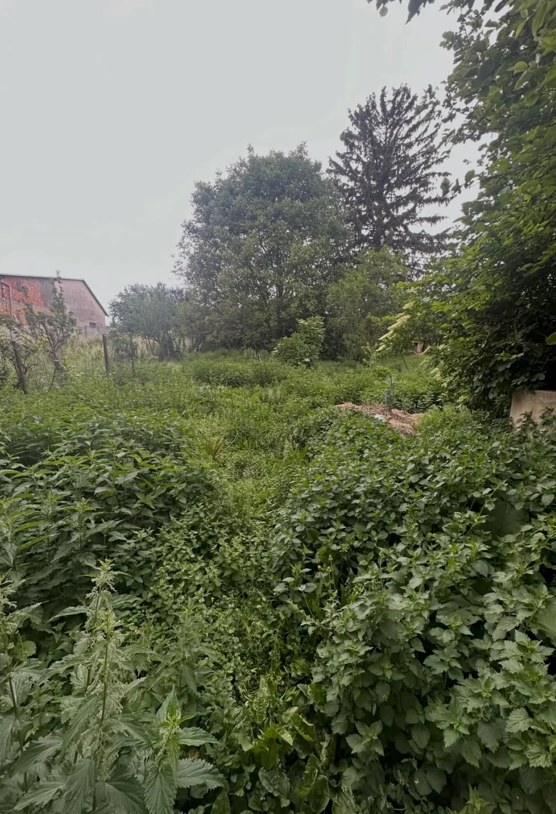 Zarostlá zahrada v Královopolských Vážanech — stav před proměnou