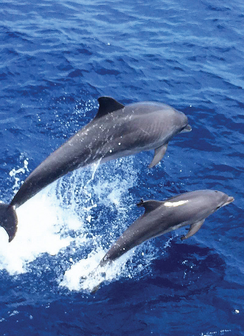 Dolphin Watch