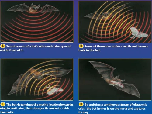 sister sound