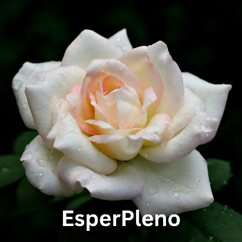 EsperPleno