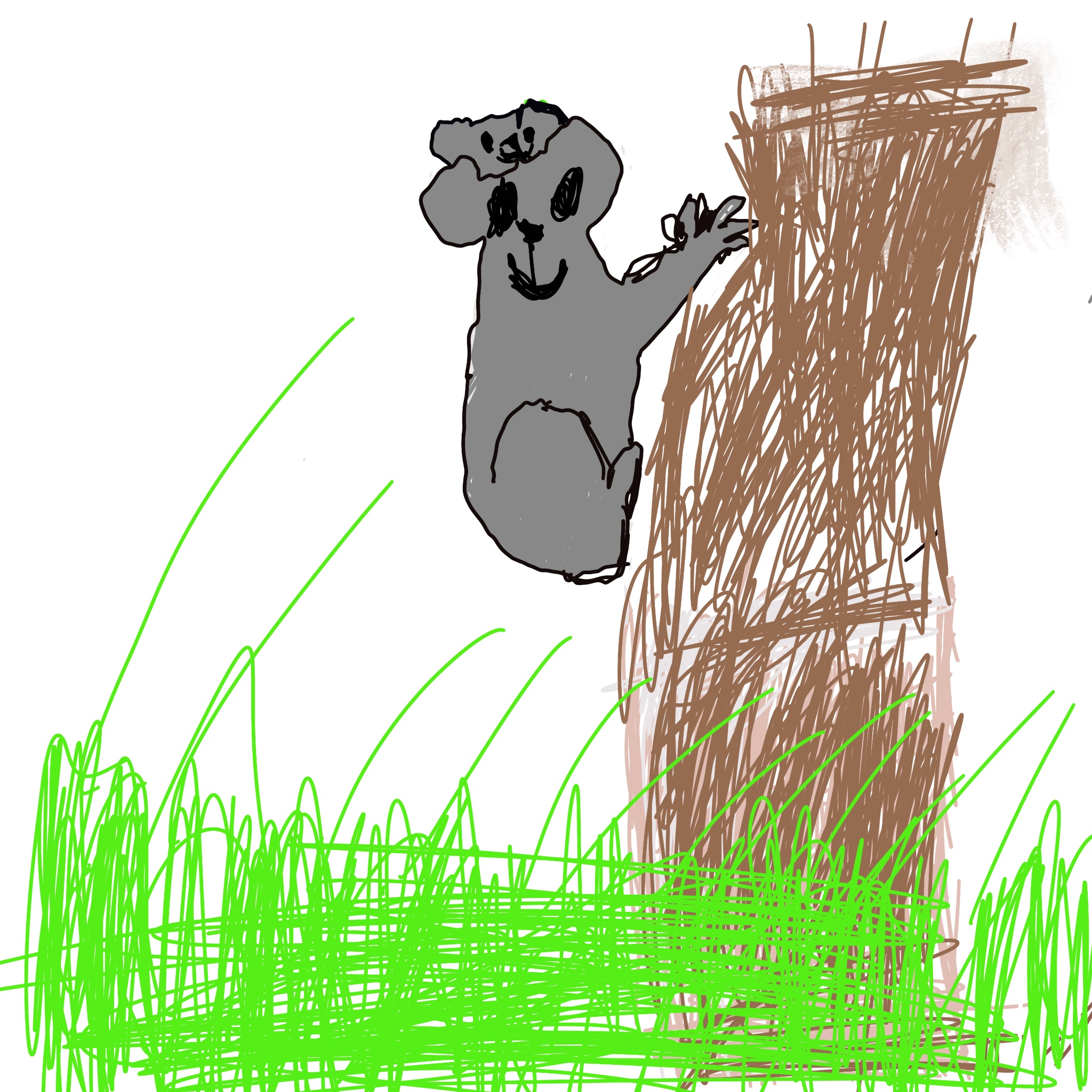 Koala