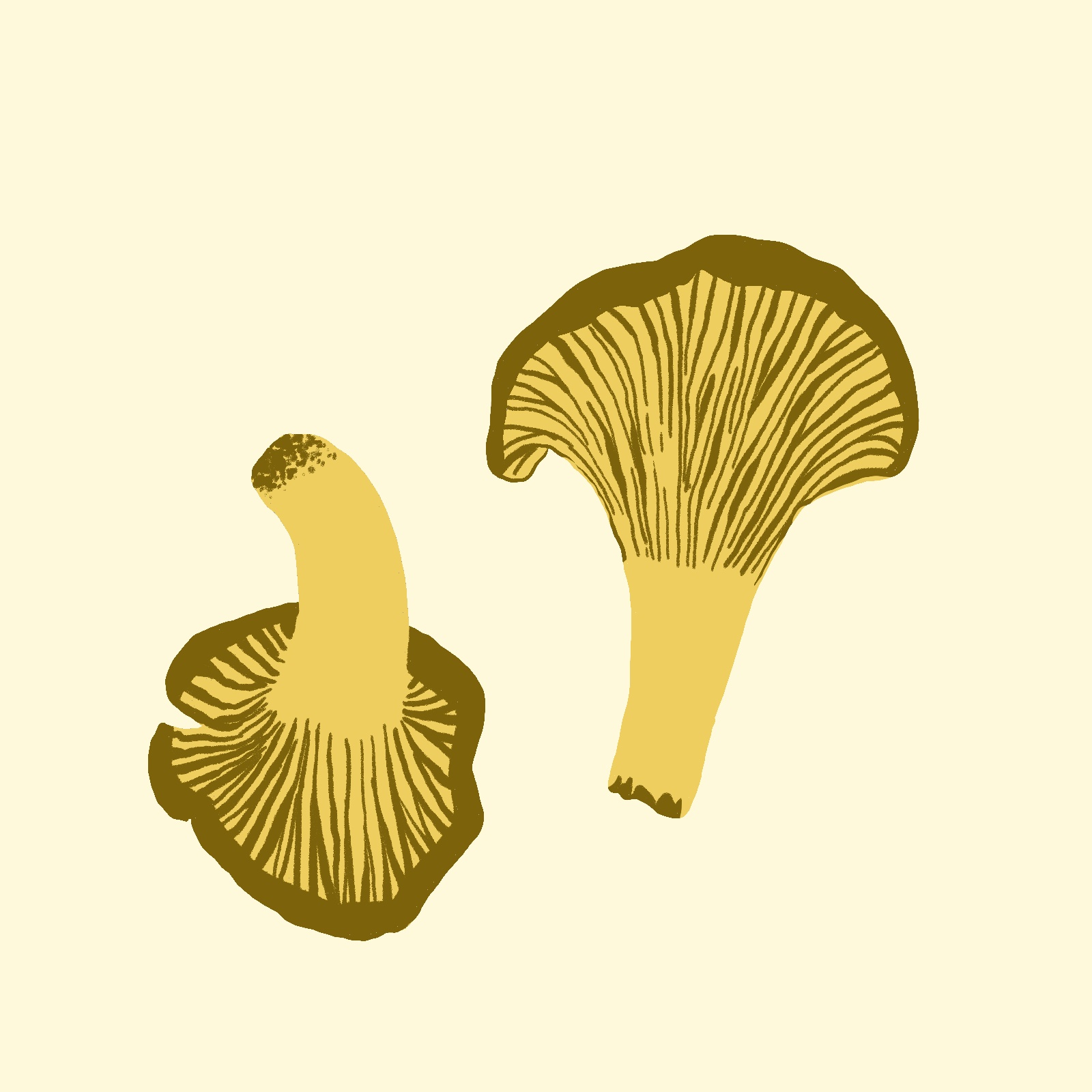 Сhanterelles