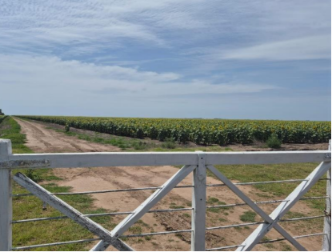 LAS MARGARITAS