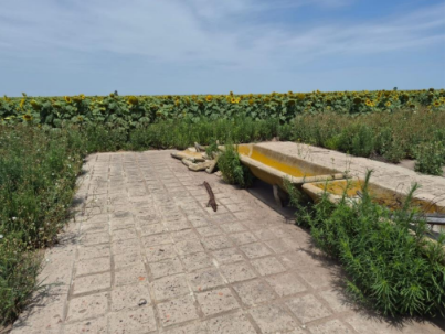 LAS MARGARITAS