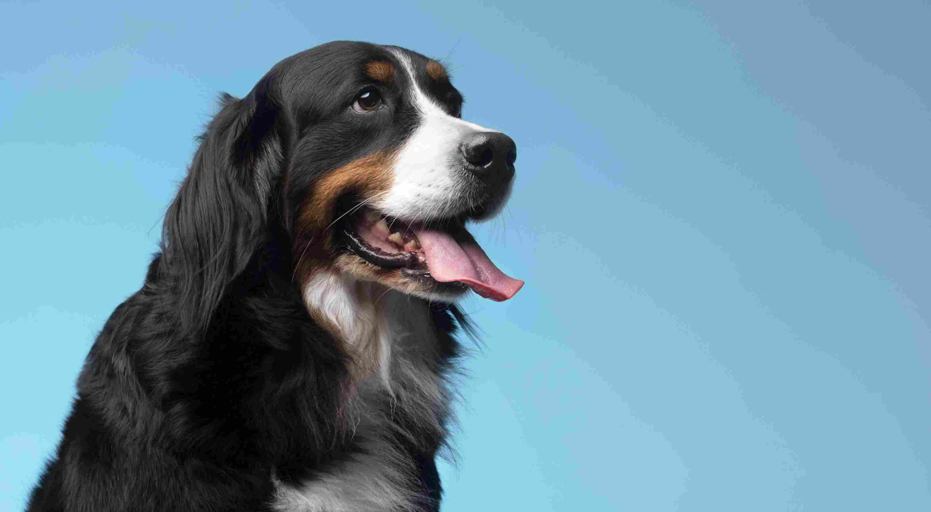 Perro