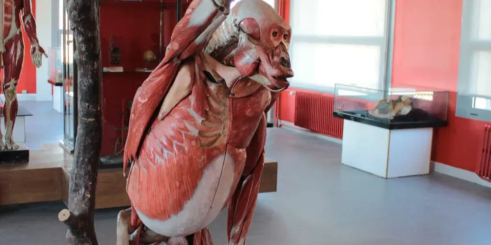 collection permanente