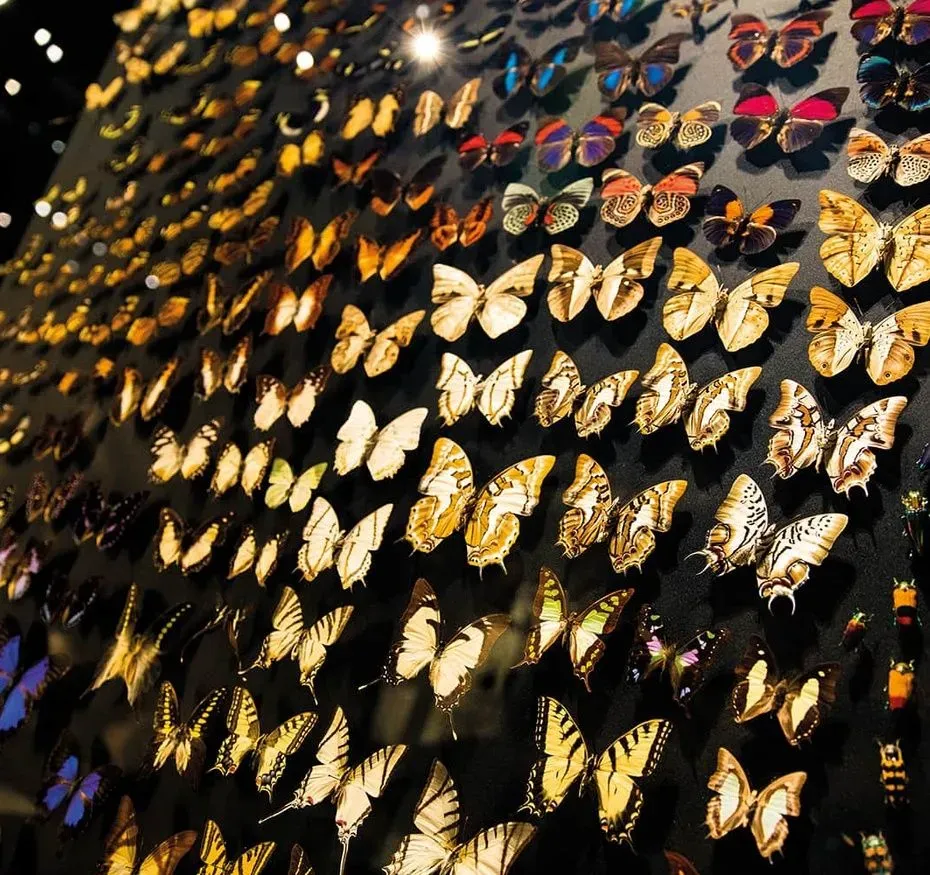 Espèces, la maille du vivant 2