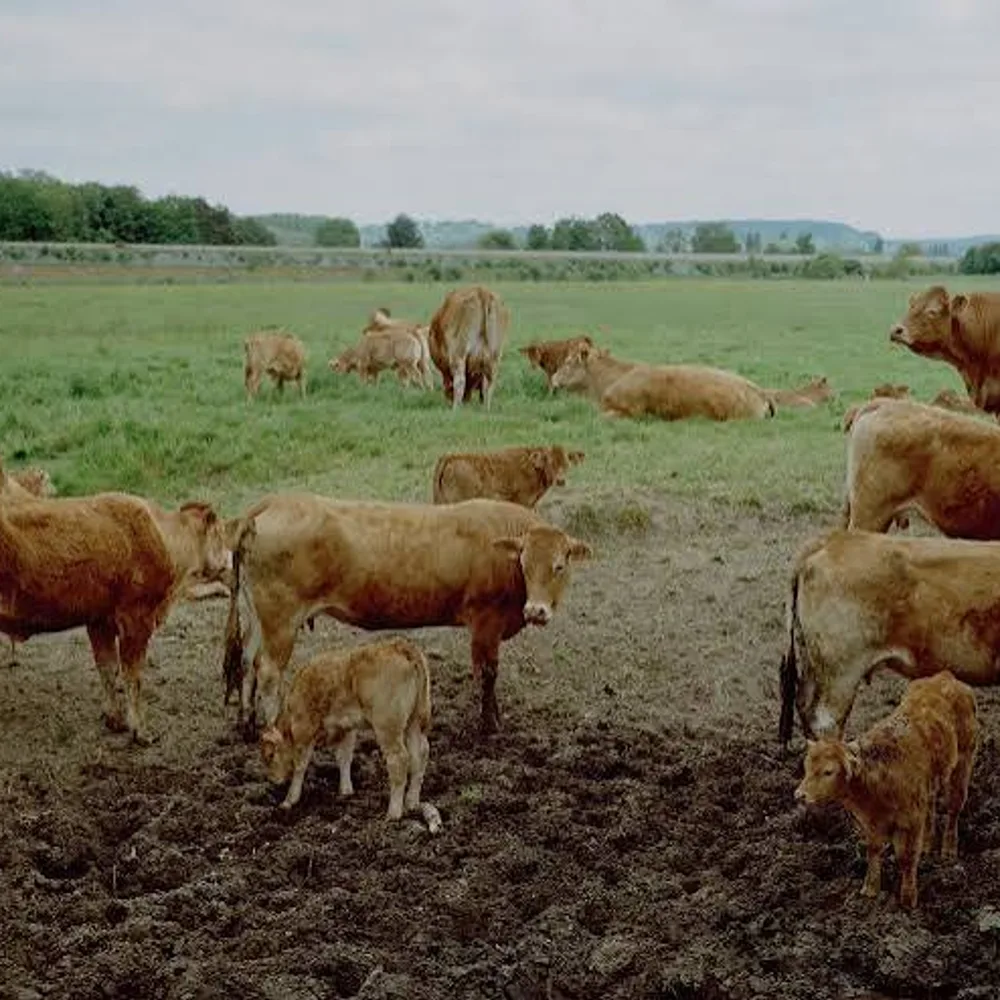 Cambrousse - Photographie et ruralité : un territoire de regards