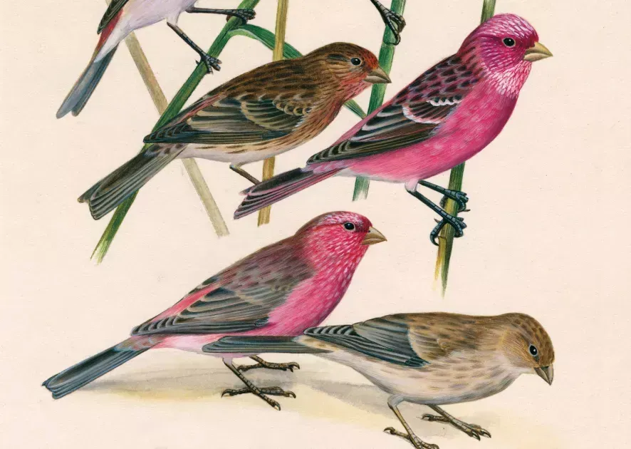 Dessins d’oiseaux, le trait talentueux d’Hermann Heinzel (au Muséum)