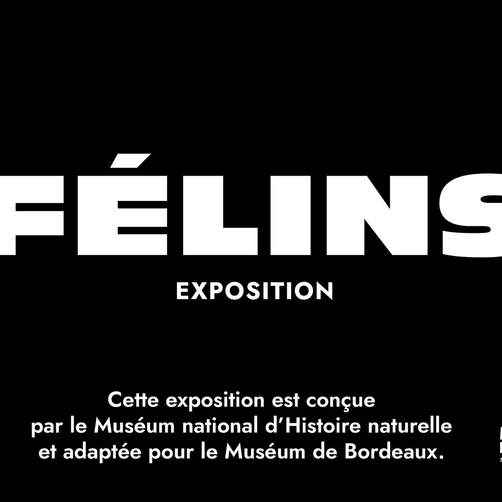 Félins