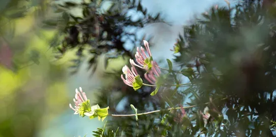 L’Écologie des relations - La Forêt amante de la mer