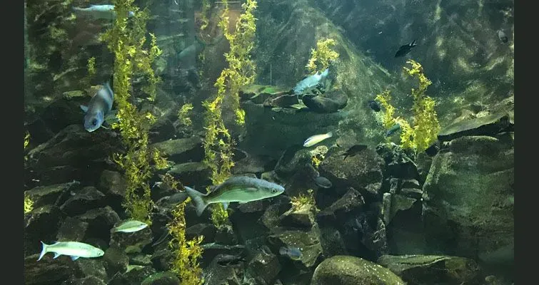 L'aquarium 2