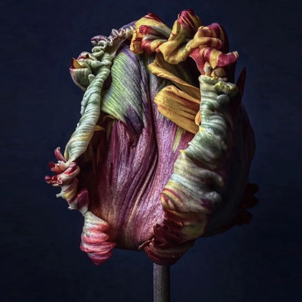 Maurizio Galante Tal Lancman Haute Couture Design Art 2