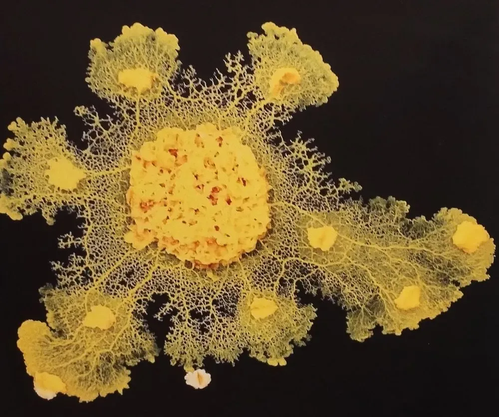 Nommer le vivant, dire le monde