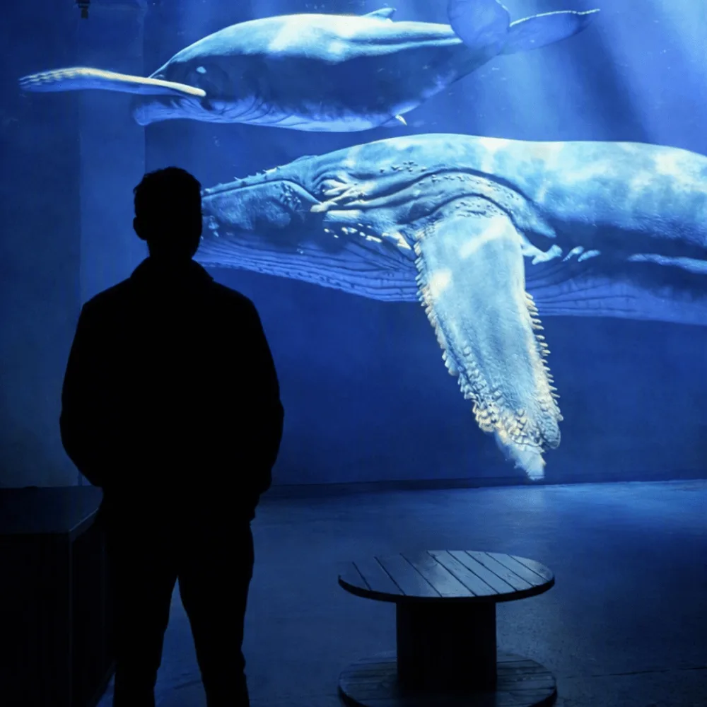 Planète Ocean, Immersion vers les profondeurs 3