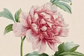 Roses & Pivoines 2