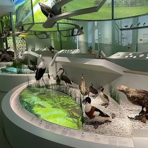 Collections d'histoire naturelle