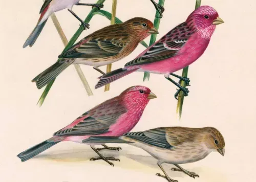 Dessins d’oiseaux, le trait talentueux d’Hermann Heinzel (au Muséum)