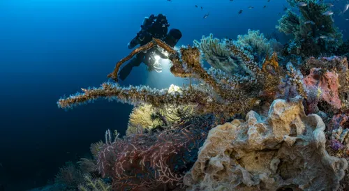 Le mystère des anneaux par Laurent Ballesta
