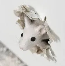 Œuvres in situ