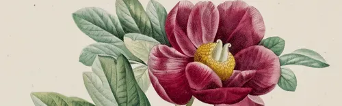 Roses & Pivoines