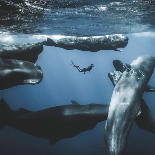 The Wildlife Odyssey