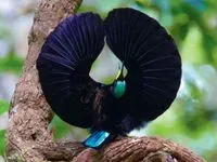 Plumes du paradis