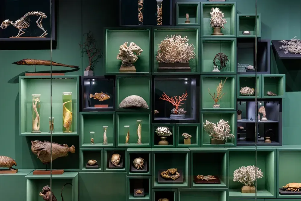 Musée Zoologique 3